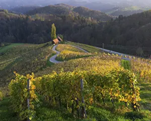 Autumnal Vineyard Landscape Photography Drucke: 'HerzerlstraBe'