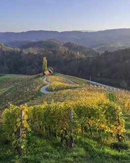 Hilly Vineyard Landscape Drucke: 'HerzerlstraBe'