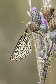 Lepidopteran Fauna Images Drucke: Heteropterus morpheus, Spiegelfleck-Dickkopffalter