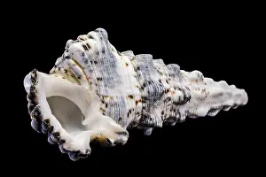 Murex Drucke: Hexaplex trunculus Murex- Schale mit geriffelter Textur und gesprenkelter Musterung.