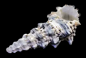 Murex Drucke: Hexaplex trunculus Murex- Schale mit geriffelter Textur und gesprenkeltem Muster.