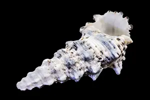 Murex Drucke: Hexaplex trunculus Murex- Schale mit rissiger Textur und geflecktem Muster.