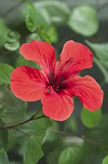 Malvaceae Family Flowers Drucke: Hibiscus