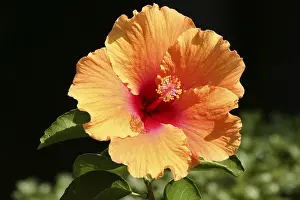 Hibiscus Flower Drucke: Hibiscus