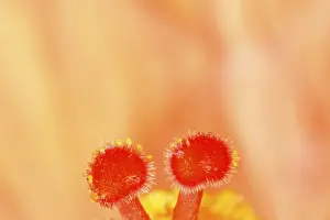Red Hibiscus Flower Drucke: Hibiscus rosa-sinensis