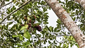 Drucke von Ein versteckter Affe sitzt hoch oben in den Ästen, umgeben von grüner Laubmasse: die venezolanischen Rotrüsscheller im Amazonasbecken in der Nähe von Rurrenabaque in Bolivien (Alouatta seniculus) Brüllaffe Drucke: Ein versteckter Affe sitzt hoch oben in den Ästen.