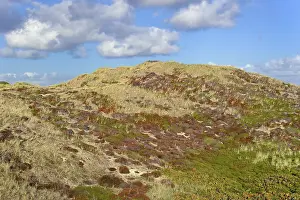 North Frisian Island Landscape Drucke: High dune landscape with typical vegetation