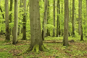 Central European Woods Drucke: High forest with large old beeches
