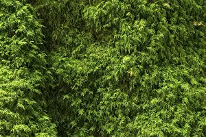 Close Up Tree Details Drucke: High resolution image capturing the lush