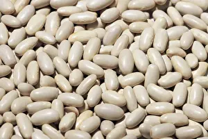 High Resolution Food Photography Drucke: A high-resolution image showing a dense spread of white beans