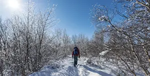Icelandic Nature Tourism Drucke: Hiker on a path through snowy trees