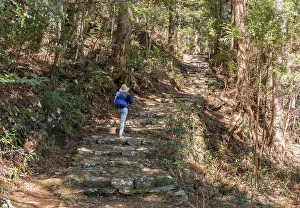 Kumano Kodo Pilgrimage Trail Drucke: Hiker on a stony path through forest