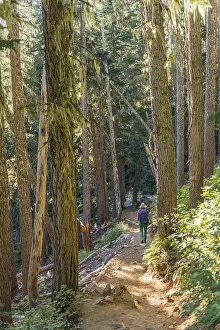 Garibaldi Provincial Park Hike Drucke: Hiker on trail through sparse forest
