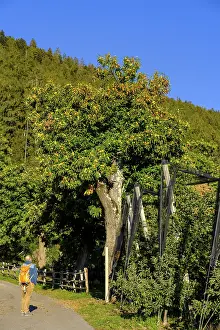South Tyrol Province Italy Drucke: Hikers on the Chestnut Experience Trail