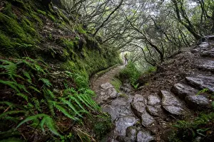 Dense Forest Landscape Drucke: Hikers on a footpath with steps through dense forest