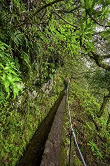 Dense Forest Hike Drucke: Hikers on a narrow path along a levada