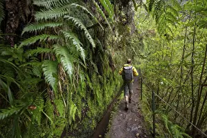 Dense Forest Hike Drucke: Hikers on a narrow path along a levada