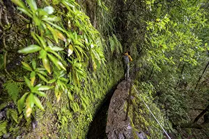 Dense Forest Hike Drucke: Hikers on a narrow path along a levada
