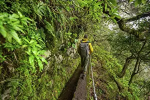 Narrow Forest Path Drucke: Hikers on a narrow path along a levada