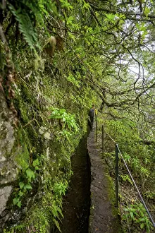 Narrow Forest Path Drucke: Hikers on a narrow path along a levada