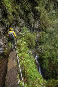 Narrow Forest Path Drucke: Hikers on a narrow path along a levada