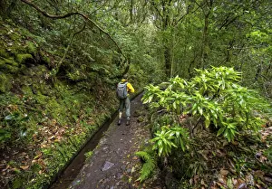 Young Adult Hiker Drucke: Hikers on a narrow path along a levada
