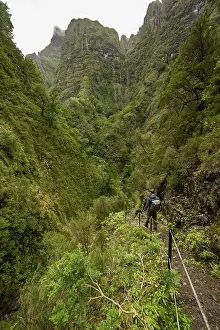 Young Adult Hiker Drucke: Hikers on a narrow path along a levada
