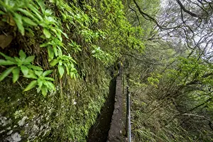 Dense Forest Hike Drucke: Hikers on a narrow path along a levada