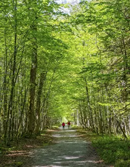 National Park Hike Drucke: Two hikers on path through deciduous forest