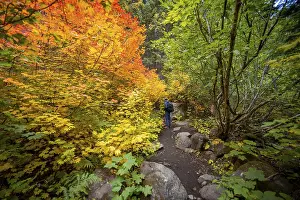 US American Landscapes Drucke: Hikers on a trail in the forest
