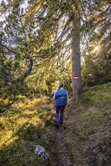 Tyrol Hiking Trails Drucke: Hiking trail through the forest