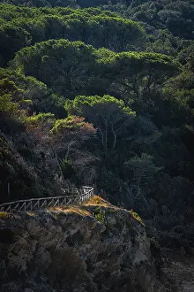 Elba Island Landscape Drucke: Hiking trail through pine forest