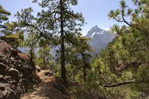 Canary Islands Hiking Trails Drucke: Hiking trail through pine forest