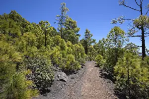 Pine Forest Drucke: Hiking trail through pine forest