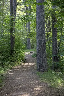 Drucke von Wanderwege im Wald entlang des Pirita-Flusses, Tallinn, Estland Tallinn Drucke: Wanderwege im Wald entlang des Pirita-Flusses.