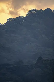 Bwindi Impenetrable Forest National Park Drucke: Hill with thick mountain rain forest