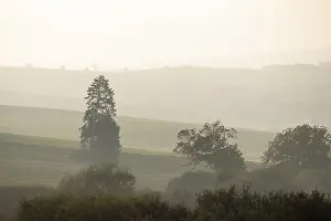Evening Light Atmosphere Drucke: Hills and trees in the evening light