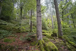 Southern Germany Nature Reserve Drucke: Hillside forest with moss on rocks