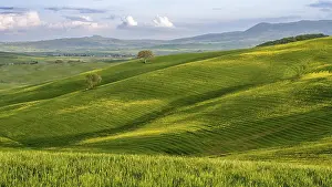 Tuscany Landscape Drucke: Hilly landscape with fields and trees