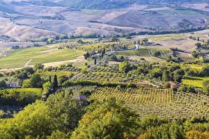Grapevine Cultivation Area Drucke: Hilly landscape with fields and vineyards