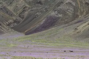 Himalayan Valley Landscape Drucke: Himalayan lowering valley