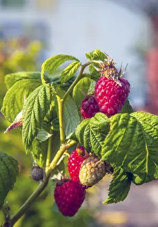 Deserted Strawberry Field Drucke: Himbeeren
