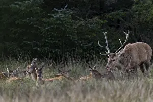 Wildlife Photography Denmark Drucke: While the hinds are resting