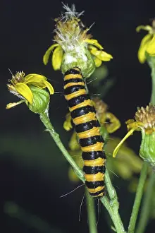 Drucke von Ein junger Falter der Art Hipocrita jacobaa, auch bekannt als Jacobaea-Motten oder Jacobaea-Raupe Zinnobermotte Drucke: Die Jacobäa-Wespe