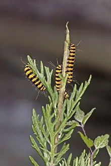 Drucke von Hipocrita jacobaeae, Thyria jacobaeae, Skalpellbärchen, Blutbärchen (Raupen) Zinnobermotte Drucke: Thyrisus jacobaeae