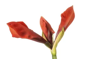 Studio Shot Of Flora Drucke: Hippeastrum