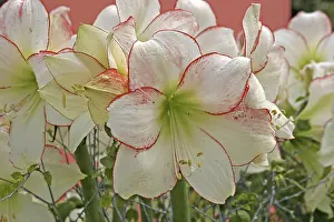 Vernal Flowering Plants Drucke: Hippeastrum Picotee