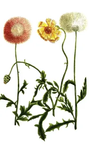 Vintage Floral Illustrations Drucke: Variations of the cornflower, a