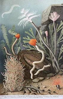 Rhineland Palatinate Nature Scene Drucke: Historic image of various annelids