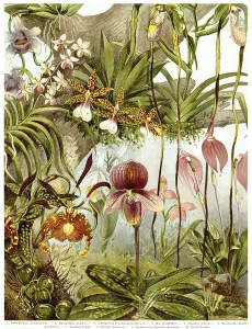 Historical Orchid Drawings Drucke: Historical graphic representation